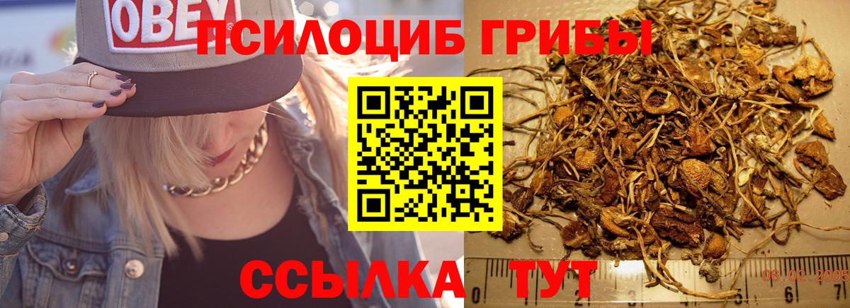 Псилоцибиновые грибы GOLDEN TEACHER  Псилоцибиновые грибы ЛСД  магазин продажи   Вход с VPN  Нижнекамск 